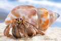 How To Care For Pet Hermit Crabs and How To Care For Giant African Land Snails