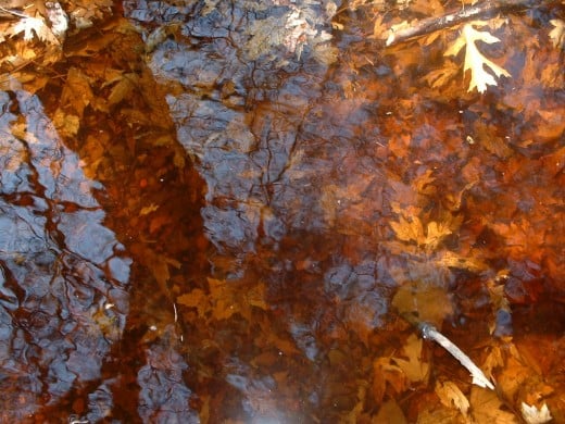 The branch of a maple tree is reflected in the water