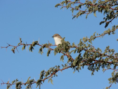 Camelthorn Tree and "social weaver" bird at the Kalahari. Nests are communal & large.