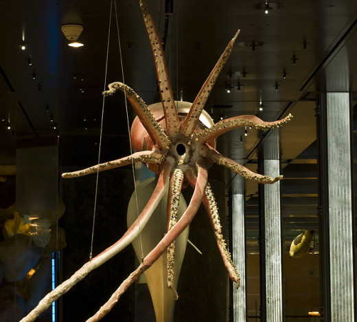 Plastified Giant Squid, Natural History Museum, Paris