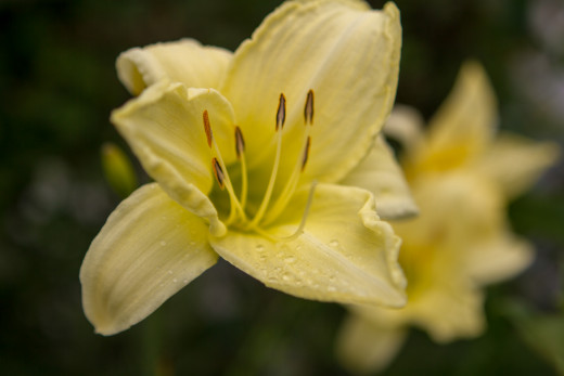 Using a Canon 7d and a 50mm Lens.
