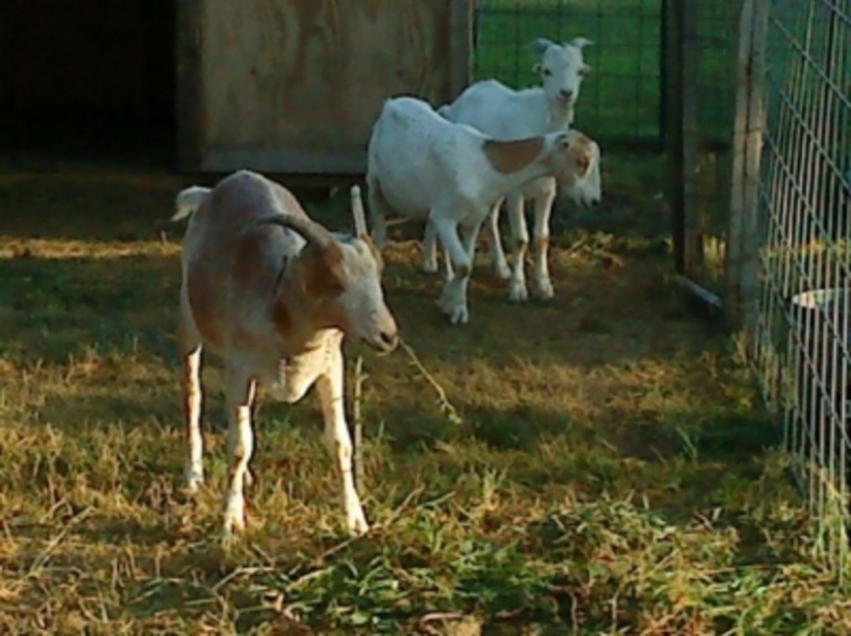 3 goats