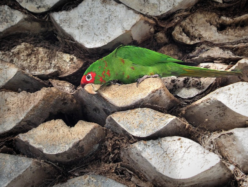 This parrot actually lives up north, but is one of the kinds that we see here in San Diego, too.