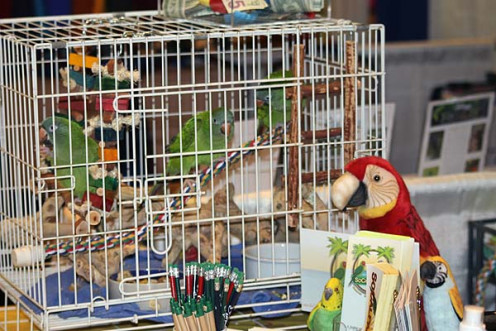This was So-Cal Parrot's educational exhibit at the San Diego Bird Fair in 2014.  The birds in the cage are conures that were un-releasable.