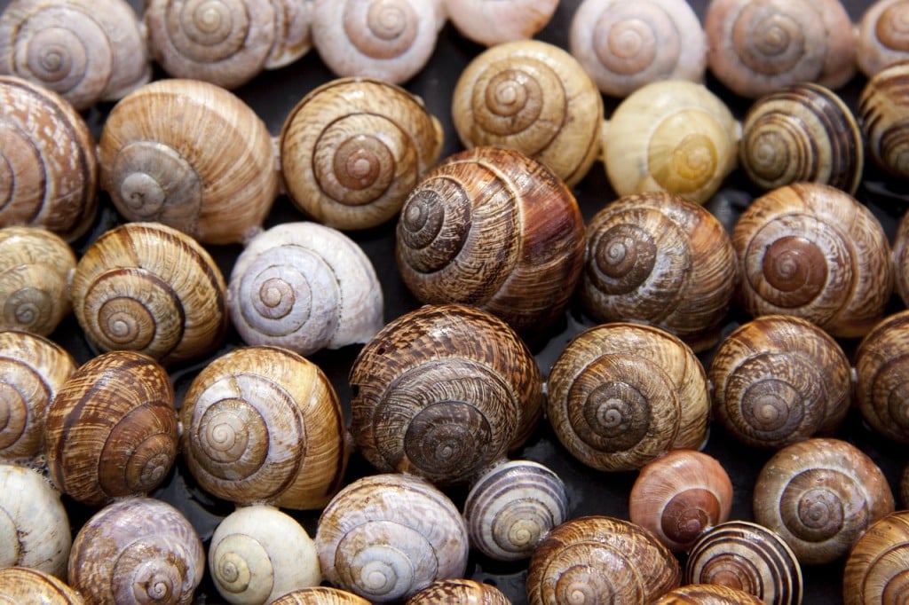 Things to Know Before Starting Your Snail Farming Business ...