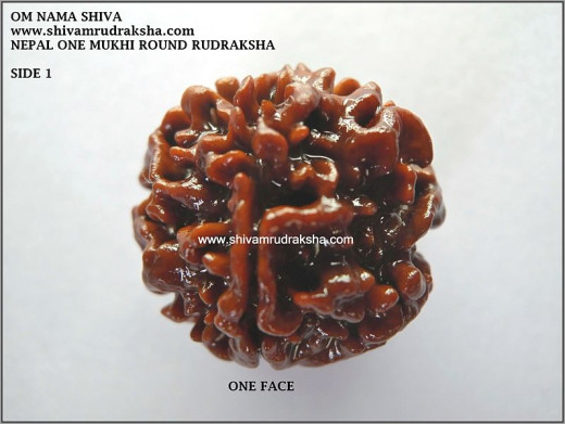 One Faced Rudraksha from Nepal