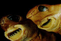 Facts About Cookie Cutter Sharks