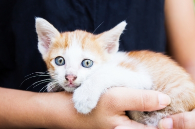 Pets Can Cause Allergy