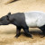 Malayan Tapir Malayan Tapir
