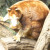Matschie's Tree Kangaroo Matschie's Tree Kangaroo