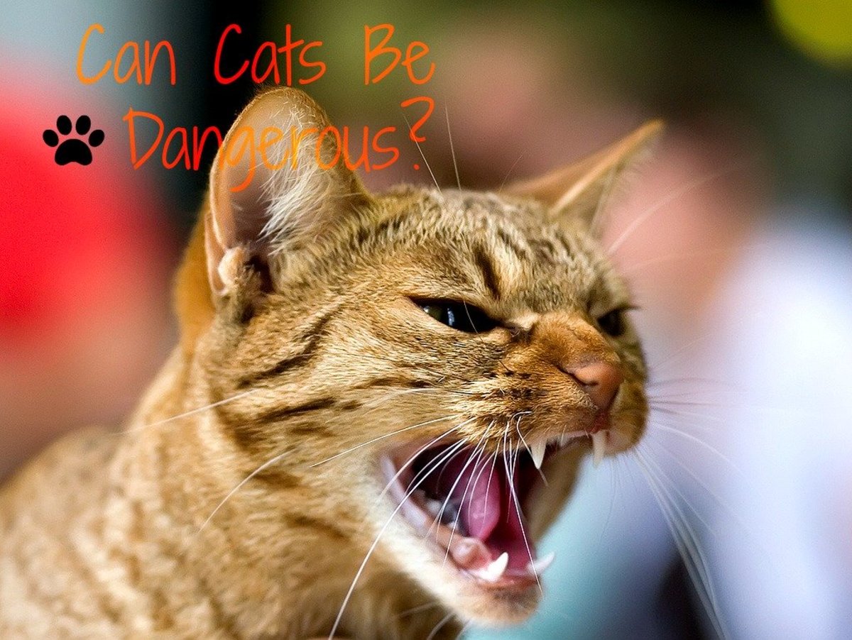 Why Do Pet Cats Attack Their Owners? PetHelpful
