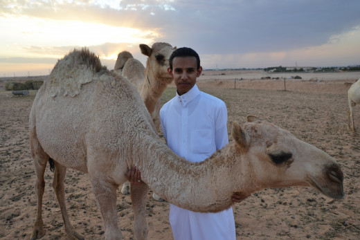 A Saudi Citizen With Camels