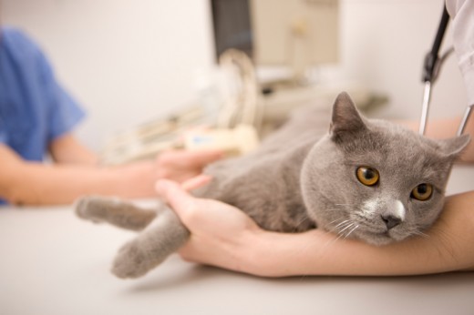 Ultrasound exam of a cat with FLUTD