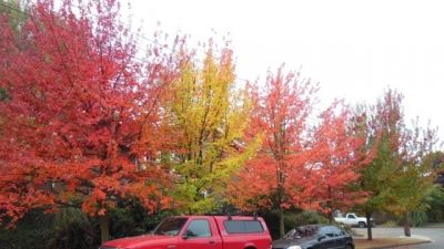 Autumn in Greenwood