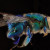 Euglossa-viridissima, by the USGS Native Bee Inventory and Monitoring Laboratory, licensed under
CC BY 2.0 Euglossa-viridissima, by the USGS Native Bee Inventory and Monitoring Laboratory, licensed under CC BY 2.0