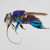 Euglossa analis male. The copyright holder of this file, Laurence Packer, allows anyone to use it for any purpose, provided that the copyright holder is properly attributed. Redistribution, derivative work, commercial use, and all other use is permit Euglossa analis male. The copyright holder of this file, Laurence Packer, allows anyone to use it for any purpose, provided that the copyright holder is properly attributed. Redistribution, derivative work, commercial use, and all other use is permit