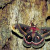 Cecropia moth (Hyaolophora cecropia), by Thomas G. Barnes, U.S. Fish and Wildlife Service, public domain Cecropia moth (Hyaolophora cecropia), by Thomas G. Barnes, U.S. Fish and Wildlife Service, public domain