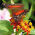 Butterfly Anartia amathea (Brown Peacock or Scarlet Peacock) at Combe Martin Dinosaur and Wildlife Park, Devon, England. Taken by Adrian Pingstone in August 2004 and released to the public domain. Butterfly Anartia amathea (Brown Peacock or Scarlet Peacock) at Combe Martin Dinosaur and Wildlife Park, Devon, England. Taken by Adrian Pingstone in August 2004 and released to the public domain.