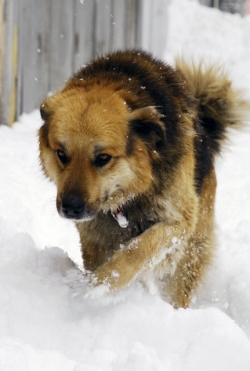 Dog in Snow