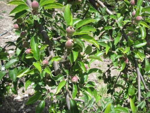 New Crop of Apples on Tree that Had Split