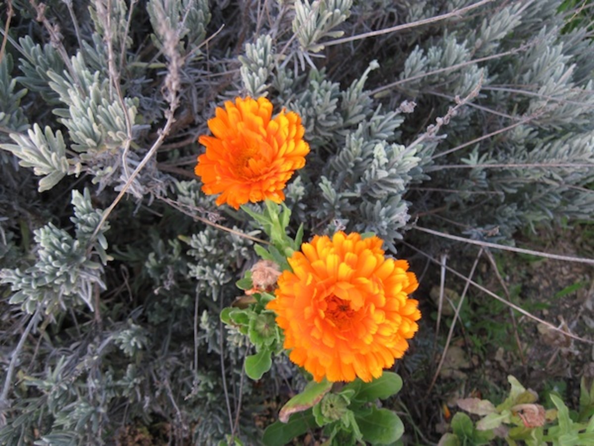 This shows an orange variant of the calendula on the slope where it had reseeded against the lavender in the herb garden. This picture was taken in June.