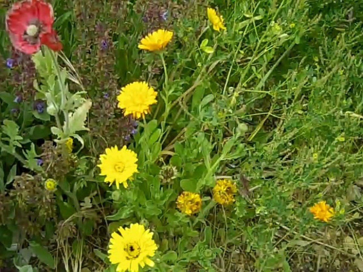 This is a closer view of the contrasting Flanders Poppy and yellow calendula.