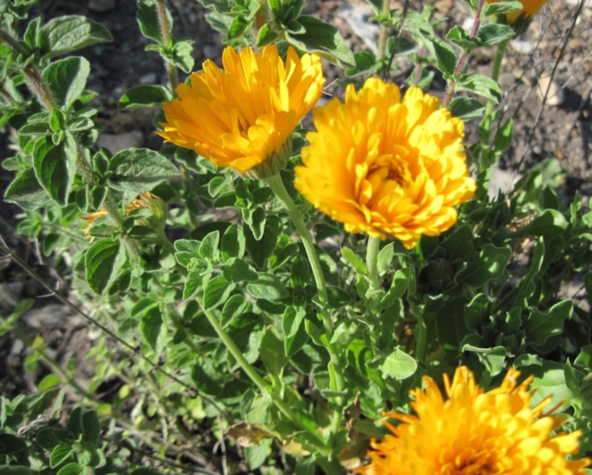 This calendula is growing in a pot with an oregano plant. Don't the colors contrast beautifully? This picture was taken on May 2.