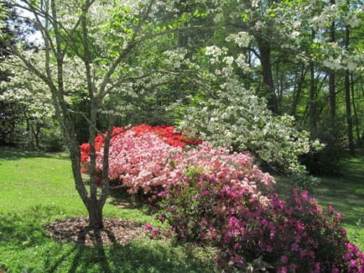 dogwoods and azaleas