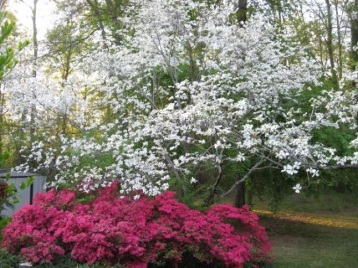 dogwoods and azaleas