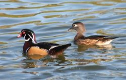 Young wood duck pair.