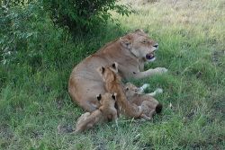 Lioness with cubs, Source: Imagin Extra via Flickr