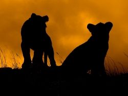 Lion Cub silhouettes Source: Mara 1 on Flickr