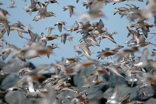 Red knots