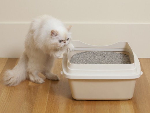 Cats with FLUTD should be allowed to choose their preferred type of litter and litter box.