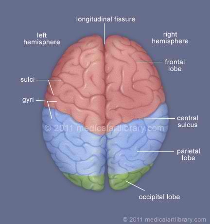 The cerebral hemispheres are the most superior part of the brain, which enclose and obscure most of the brain stem. 