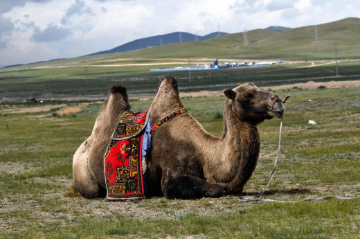 Camel; Author Erdenebayar