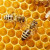 A honey bee filling a honeycomb cell. A honey bee filling a honeycomb cell.