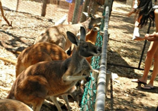 Kangaroos in a West Australian animal park