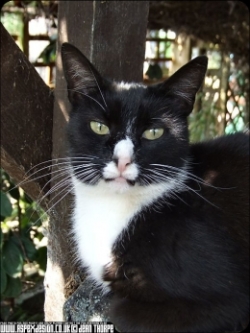 cats at sanctuary