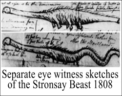 Eye witnesses sketches of the Stronsay beast