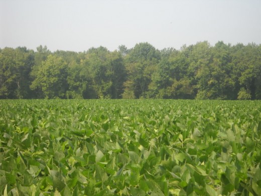 Soybean fields