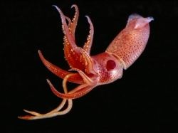 Bioluminescent Cock-eye Squid