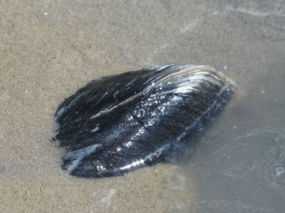 quahog clam