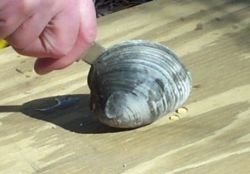 how to shuck clams