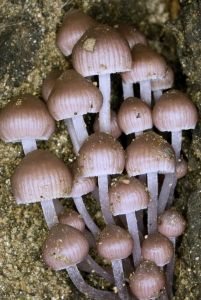 Mushrooms
