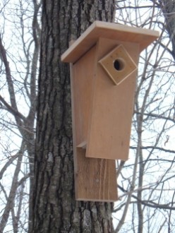 Bluebird Nest Box Plans: How To Build A Peterson Bluebird House ~ Slant Front Style