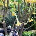 Plan A Garden Party Fine Art Show