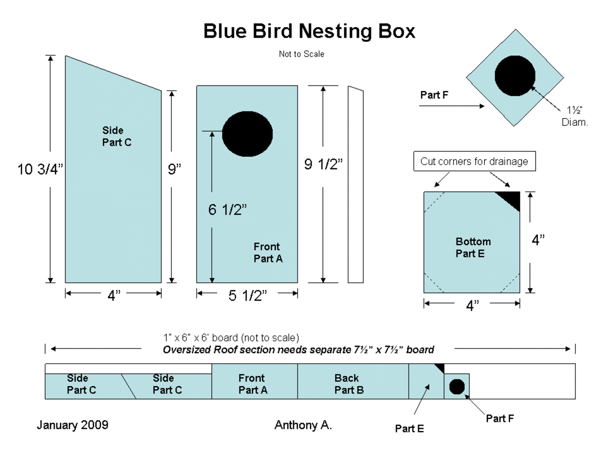 How to Attract Eastern Bluebirds With the Right Foods, Plants and Nest