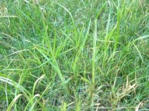 How To Control Nutsedge In Your Lawn: Nutsedge Weed Killer | HubPages