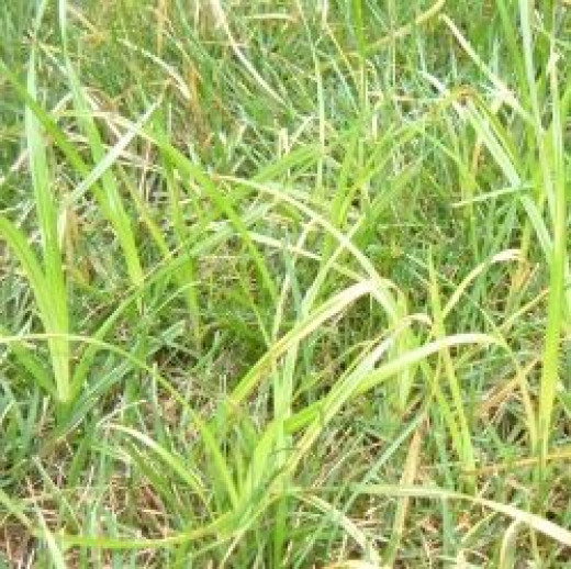 How To Control Nutsedge In Your Lawn Nutsedge Weed Killer HubPages